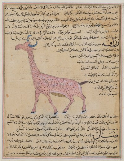 A Giraffe, from 